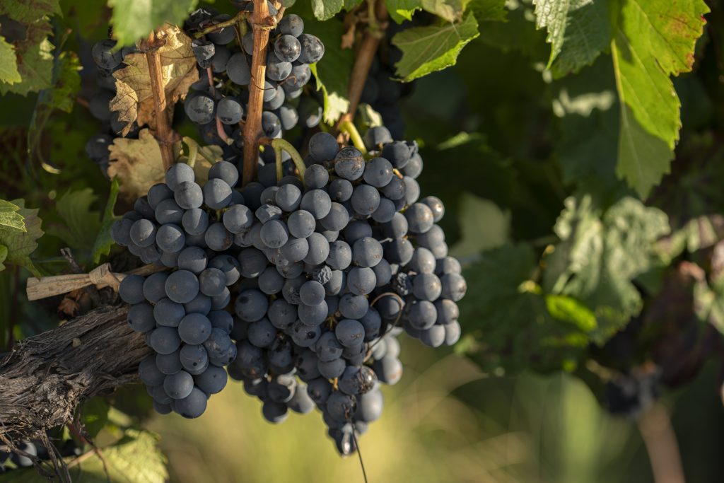 fotos empresas - Fotos viñas